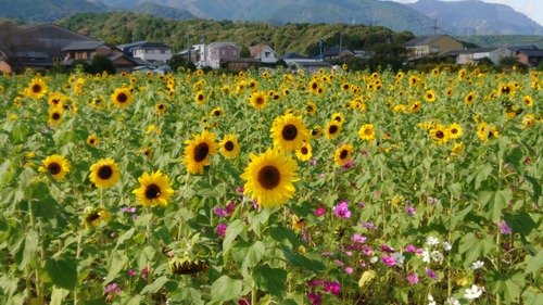 DSC_0001_BURST20201024134352352