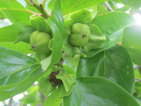 実のなる木 こんにちは のんきです