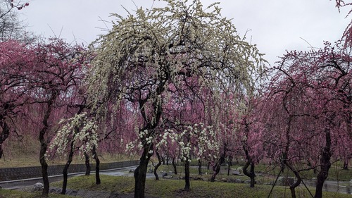 PXL_20260303_025639432