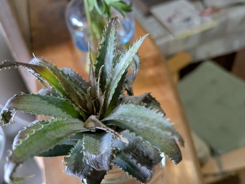 PXL_20250501_054410483