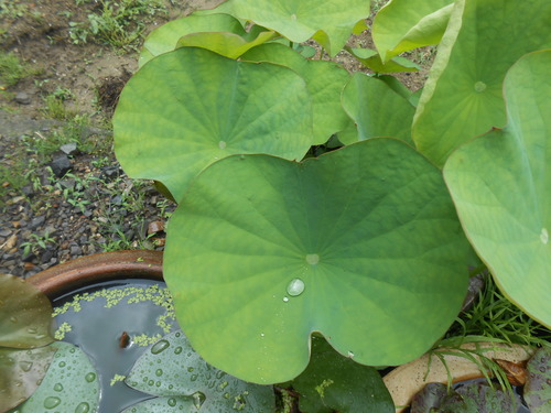 004