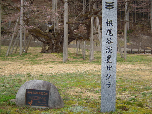 DSCN5110
