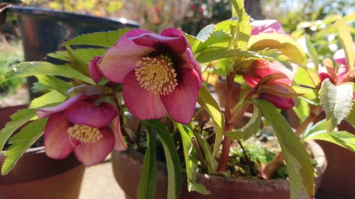 DSC_0001_BURST20230222134612651