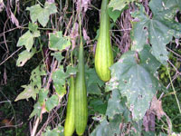 78f207f1.jpg