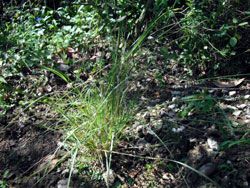 aa