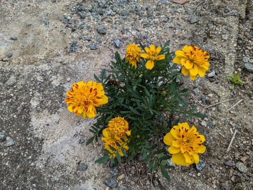 PXL_20240627_021419374
