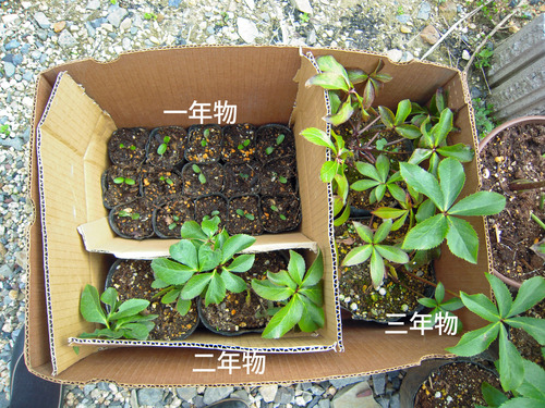 DSCN4588のコピー