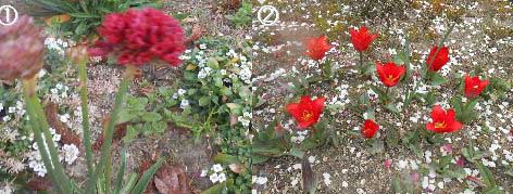 aaa
