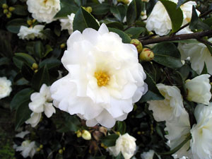 9666f6c5.jpg