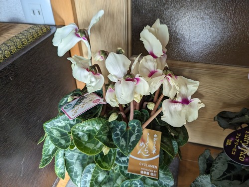 PXL_20231210_002056572