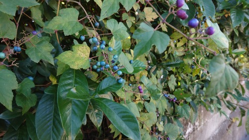 DSC_0001_BURST20221105142808801