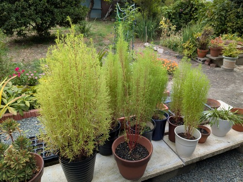 PXL_20250807_023048195