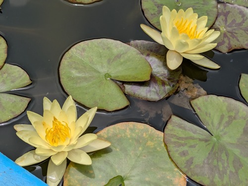 PXL_20250704_030549501