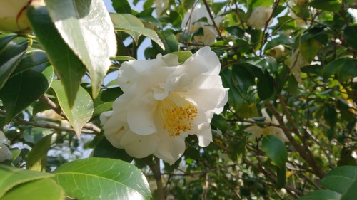 DSC_0001_BURST20210329131034290