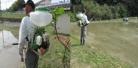aa