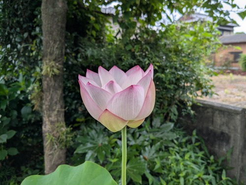 PXL_20250704_000719638