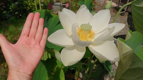 DSC_0001_BURST20220702085920819