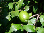 c414a851.jpg