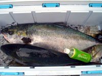 c4846583.jpg