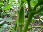 c984c76e.jpg