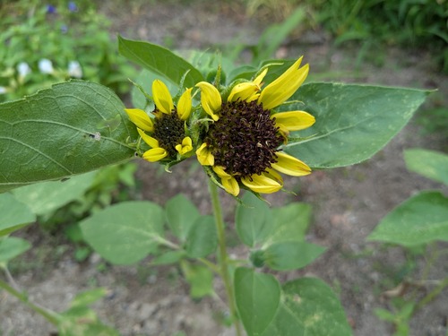 PXL_20250702_073057187