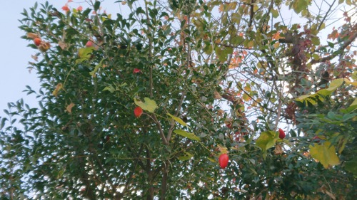 DSC_0001_BURST20221104140212521