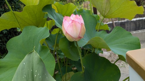 PXL_20260614_001310775