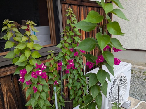 PXL_20250807_022557237