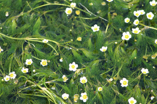 143826626713886880177_no_19_20150730232428