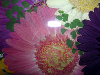 e2420809.jpg
