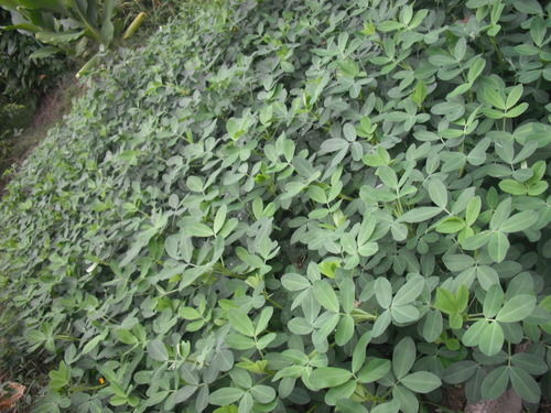 aaa