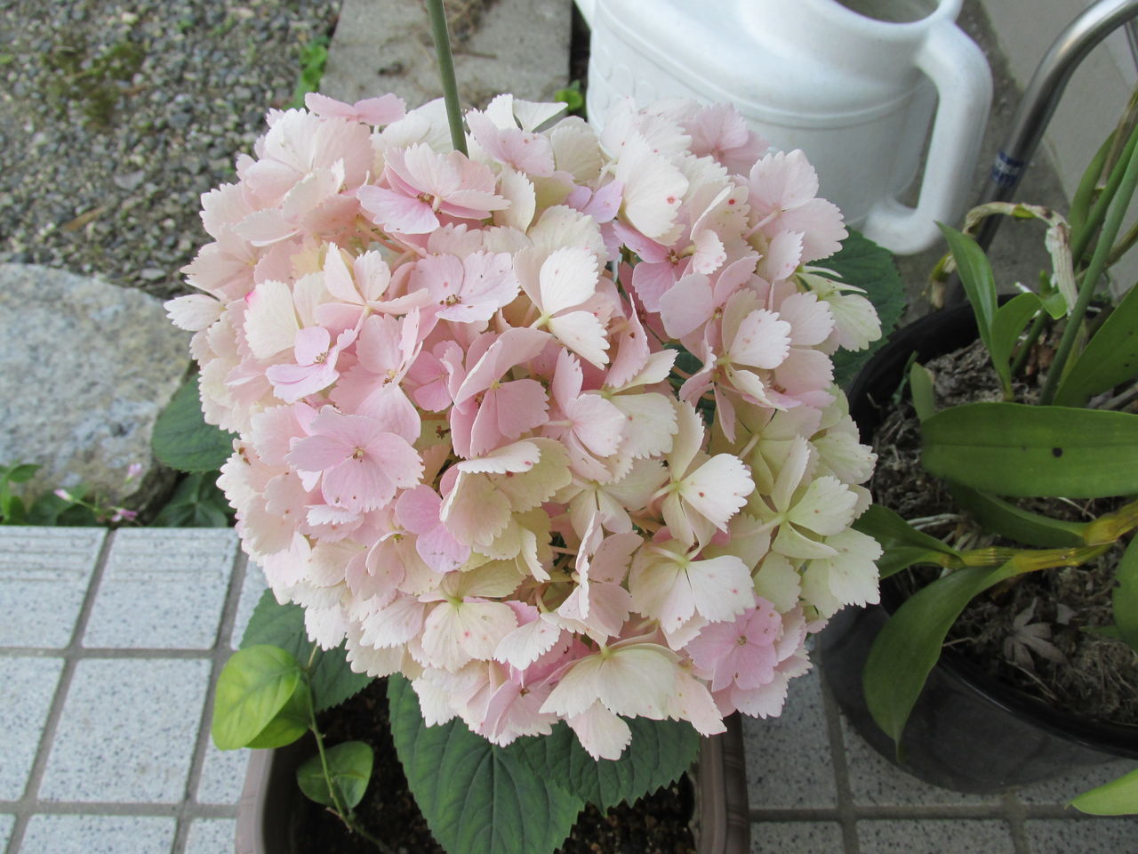 こんにちは のんきです カメレオン紫陽花観察記