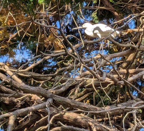 PXL_20241128_051138401