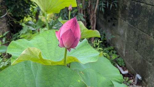 aa