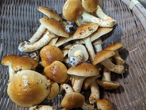 PXL_20231210_035158015