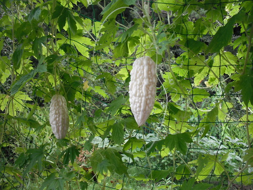 DSCF0042