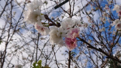 DSC_0001_BURST20211109135653746