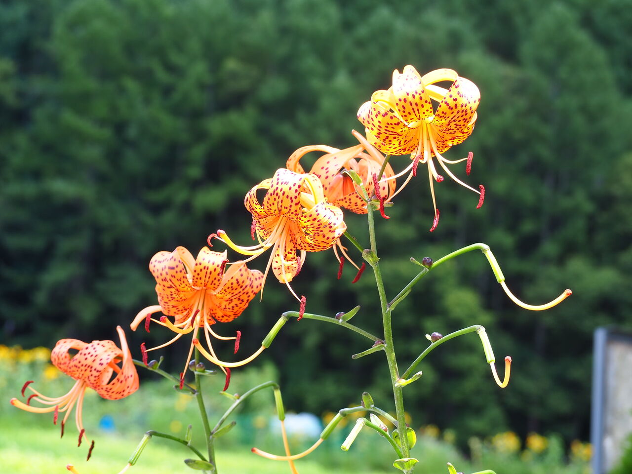 自宅まわりのそばの花 呑ん子の放浪記