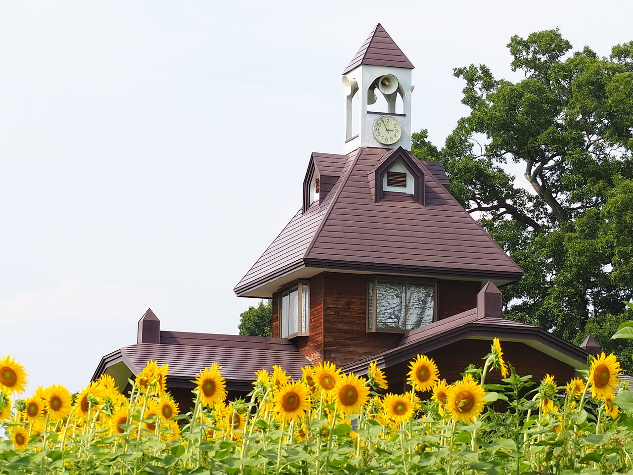 飯山のひまわり畑 呑ん子の放浪記