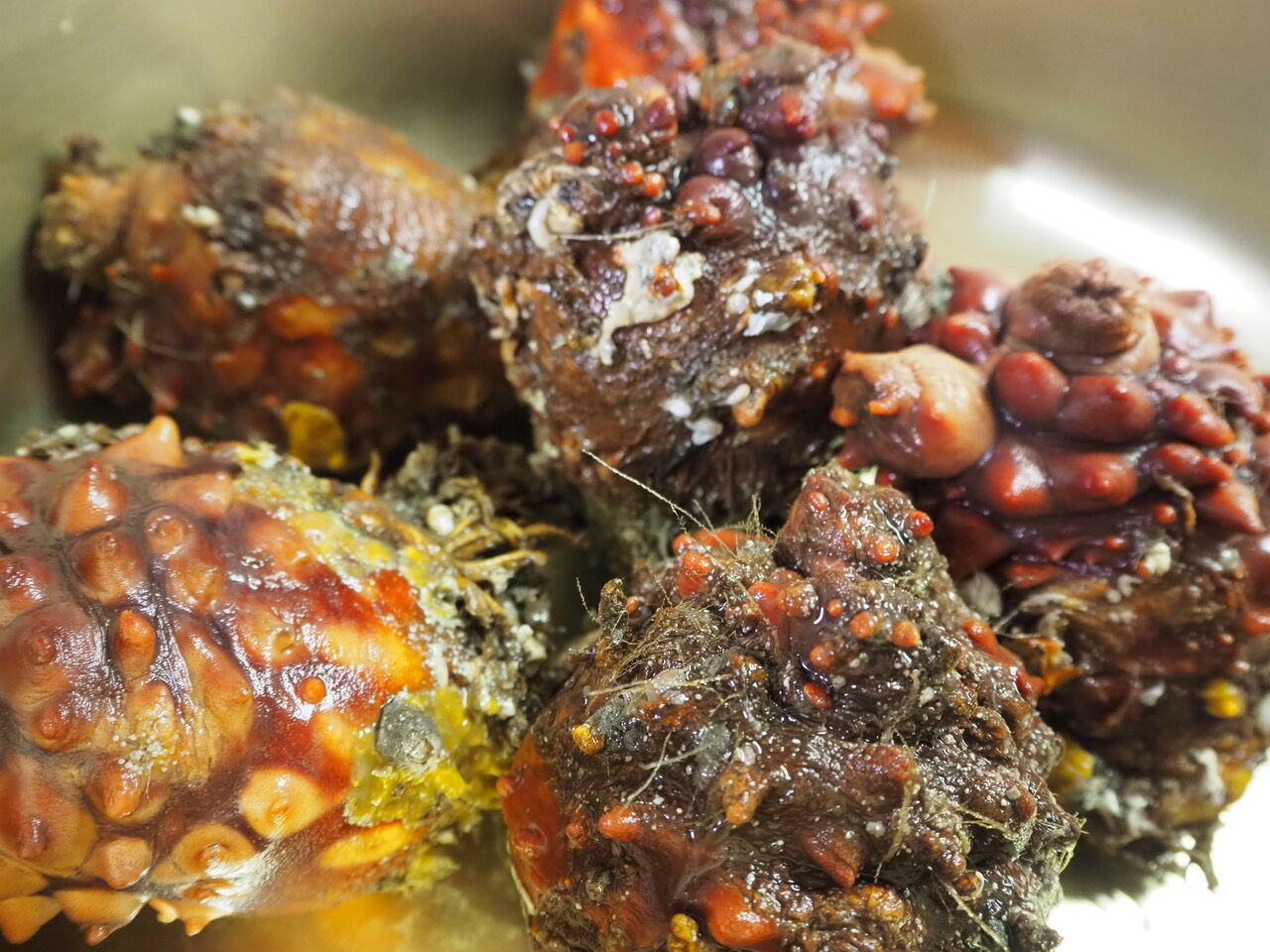 ホヤ祭りだよ 呑ん子の放浪記