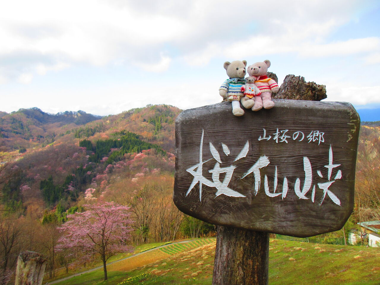 池田町 陸郷桜仙峡 のヤマザクラ 呑ん子の放浪記 池田町 陸郷桜仙峡 のヤマザクラ 呑ん子の放浪記