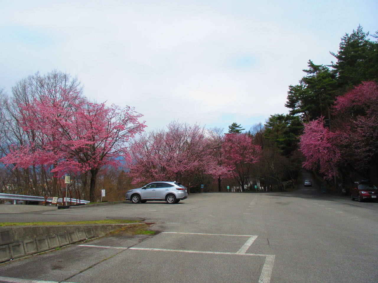 大町公園 大町霊園の桜 呑ん子の放浪記