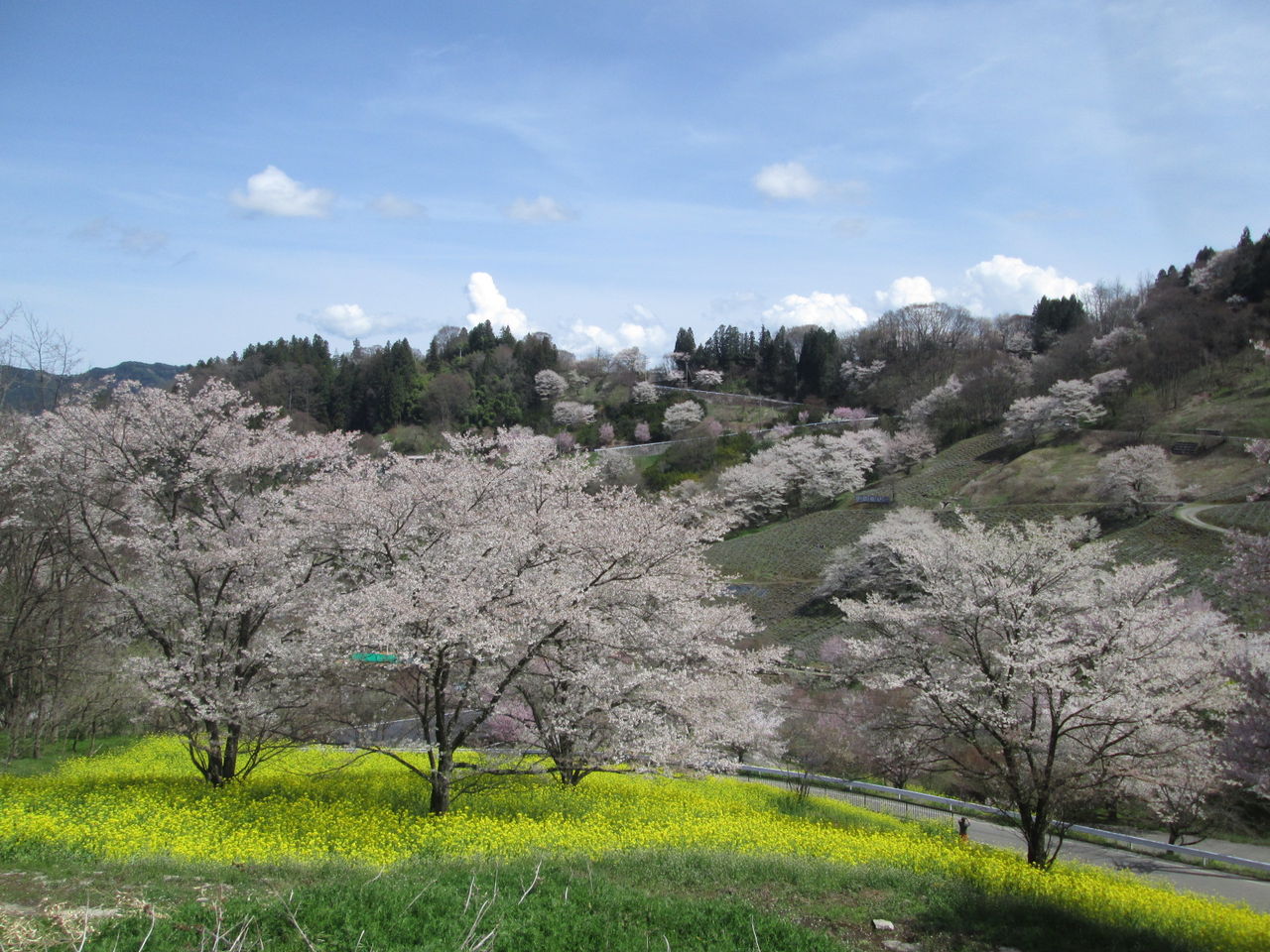 池田夢農場 桜仙峡と鵜山の桜並木 呑ん子の放浪記