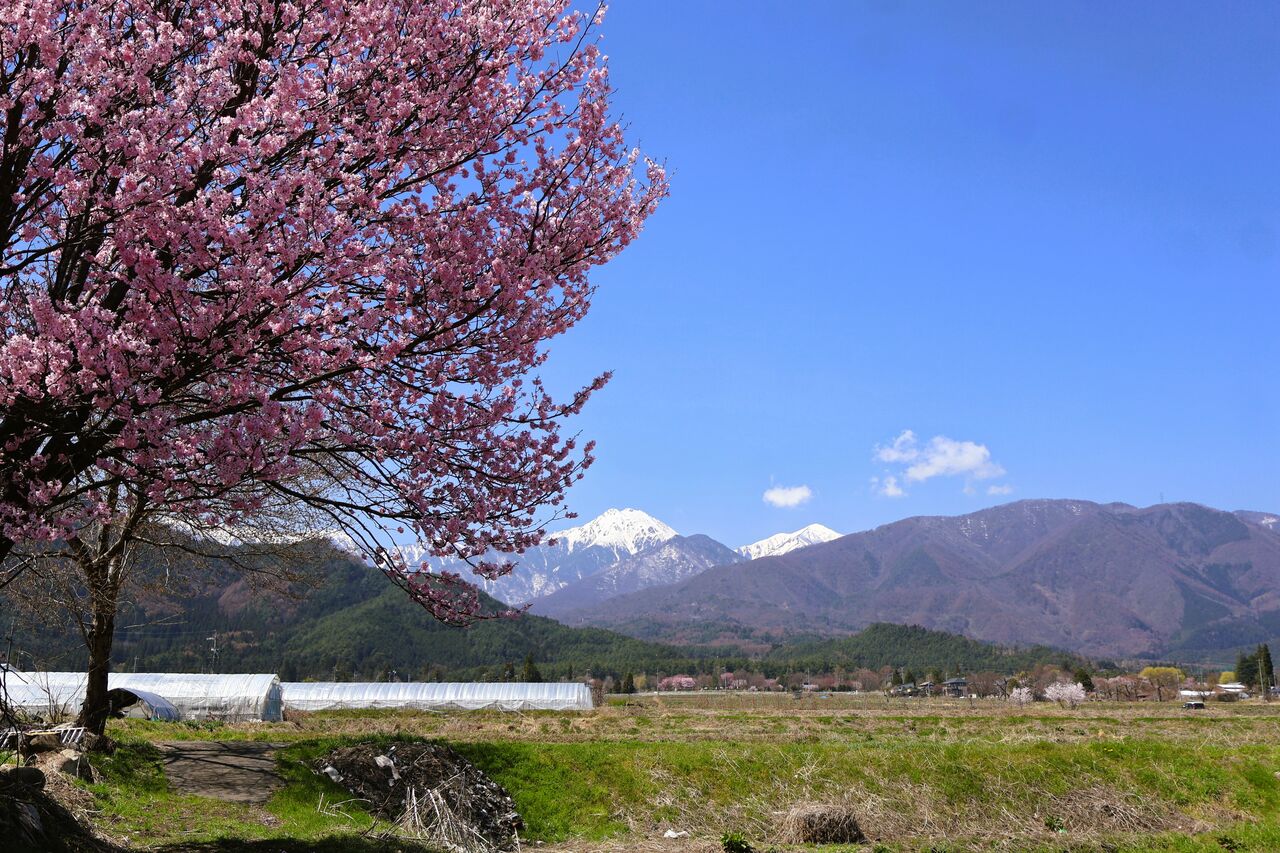 常念道祖神と桜 : 呑ん子の放浪記