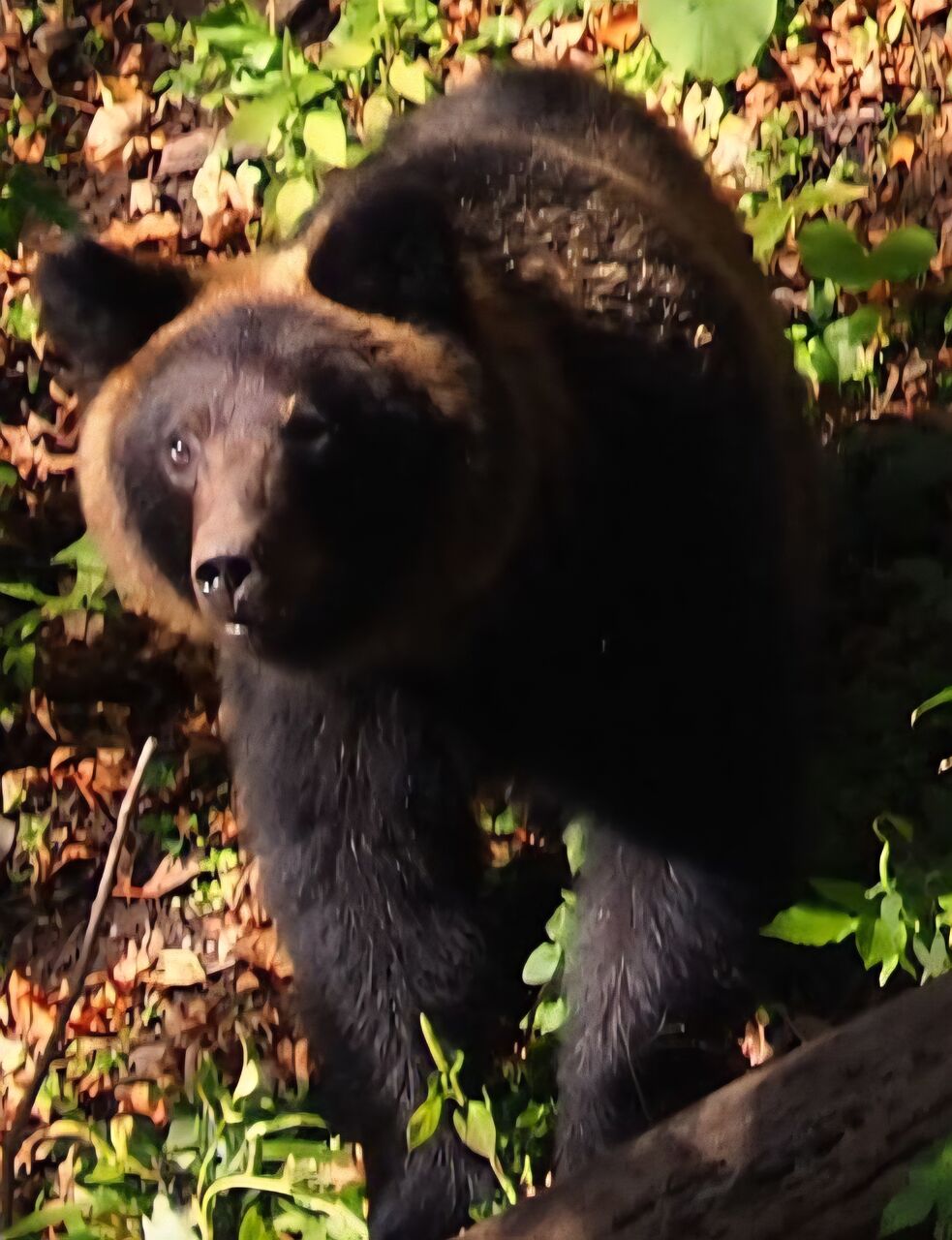 鹿角製のペンダント。ヒグマの顔が彫られている物で御座います。【現地仕入れ知床】。 昔の知床は… : 呑ん子の放浪記