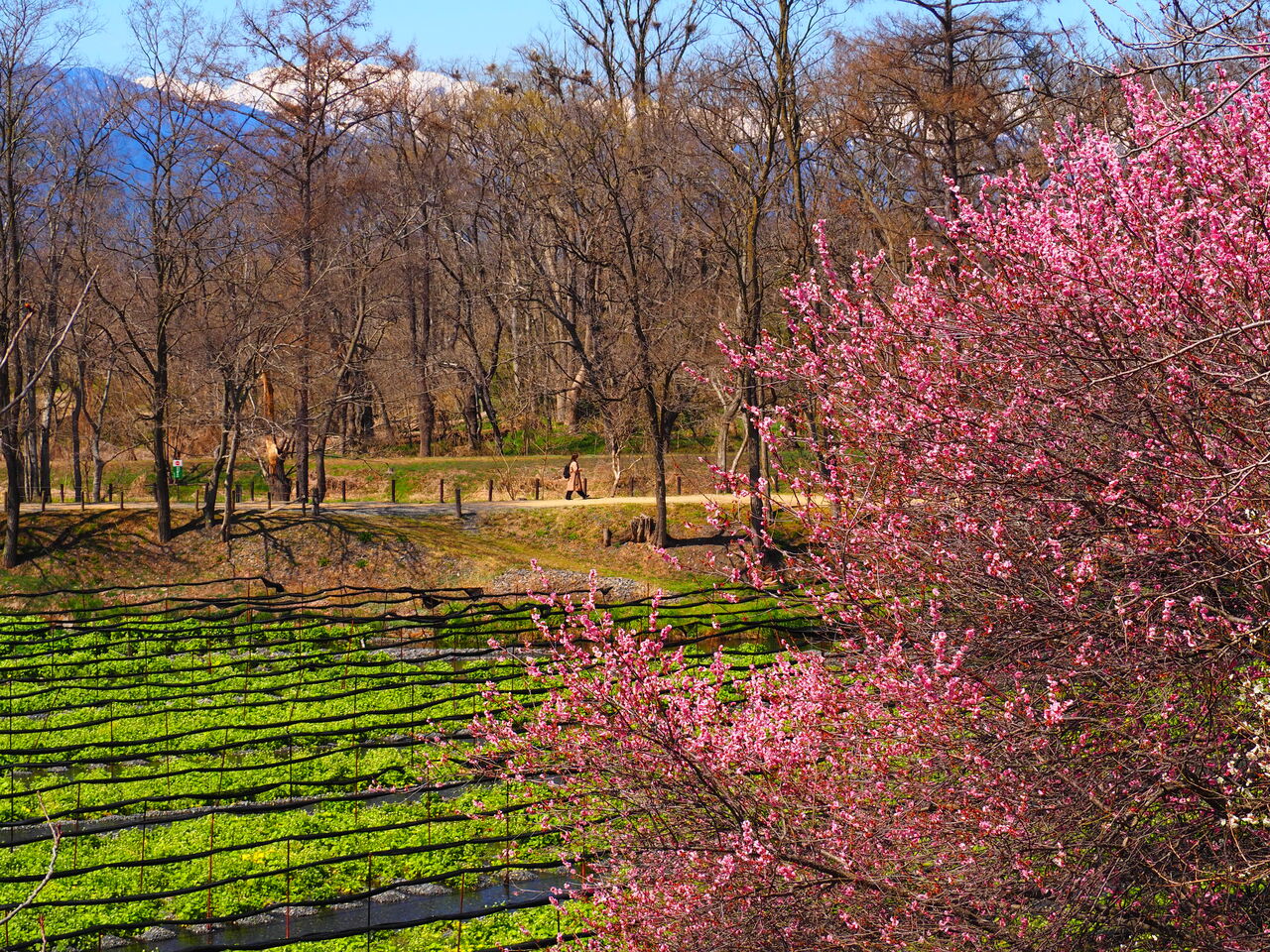 春の大王わさび農場 呑ん子の放浪記