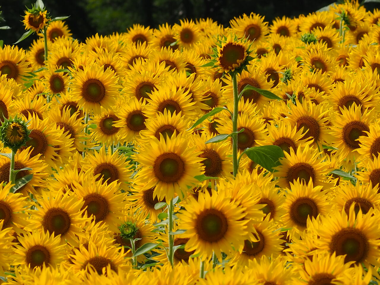 飯山のひまわり畑 呑ん子の放浪記