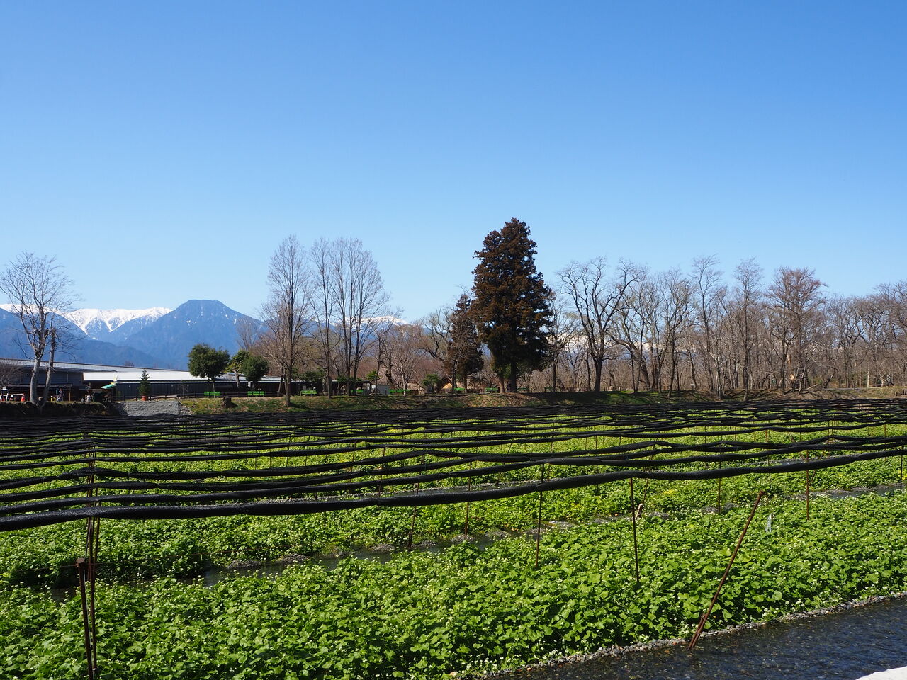 春の大王わさび農場 呑ん子の放浪記