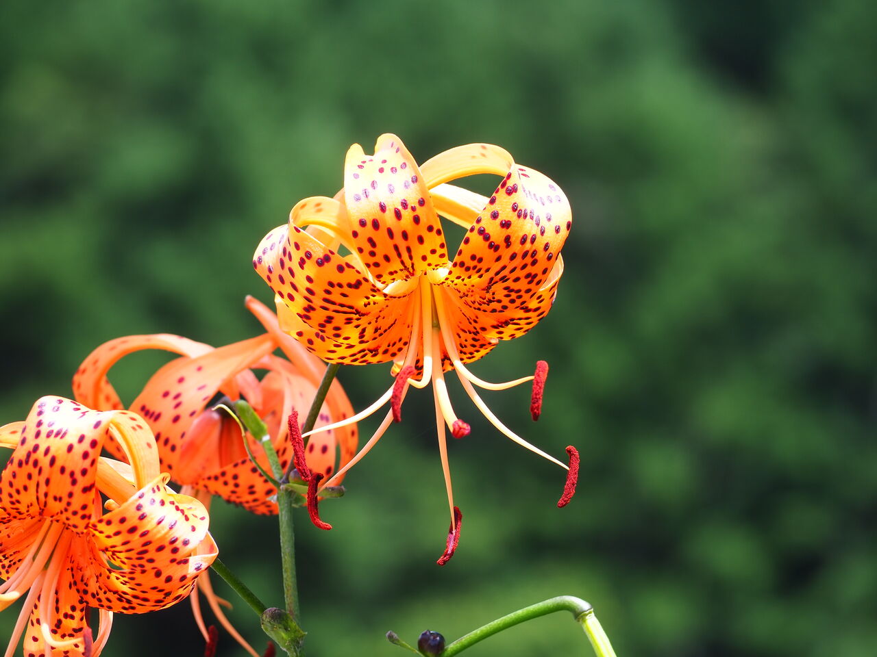 自宅まわりのそばの花 呑ん子の放浪記