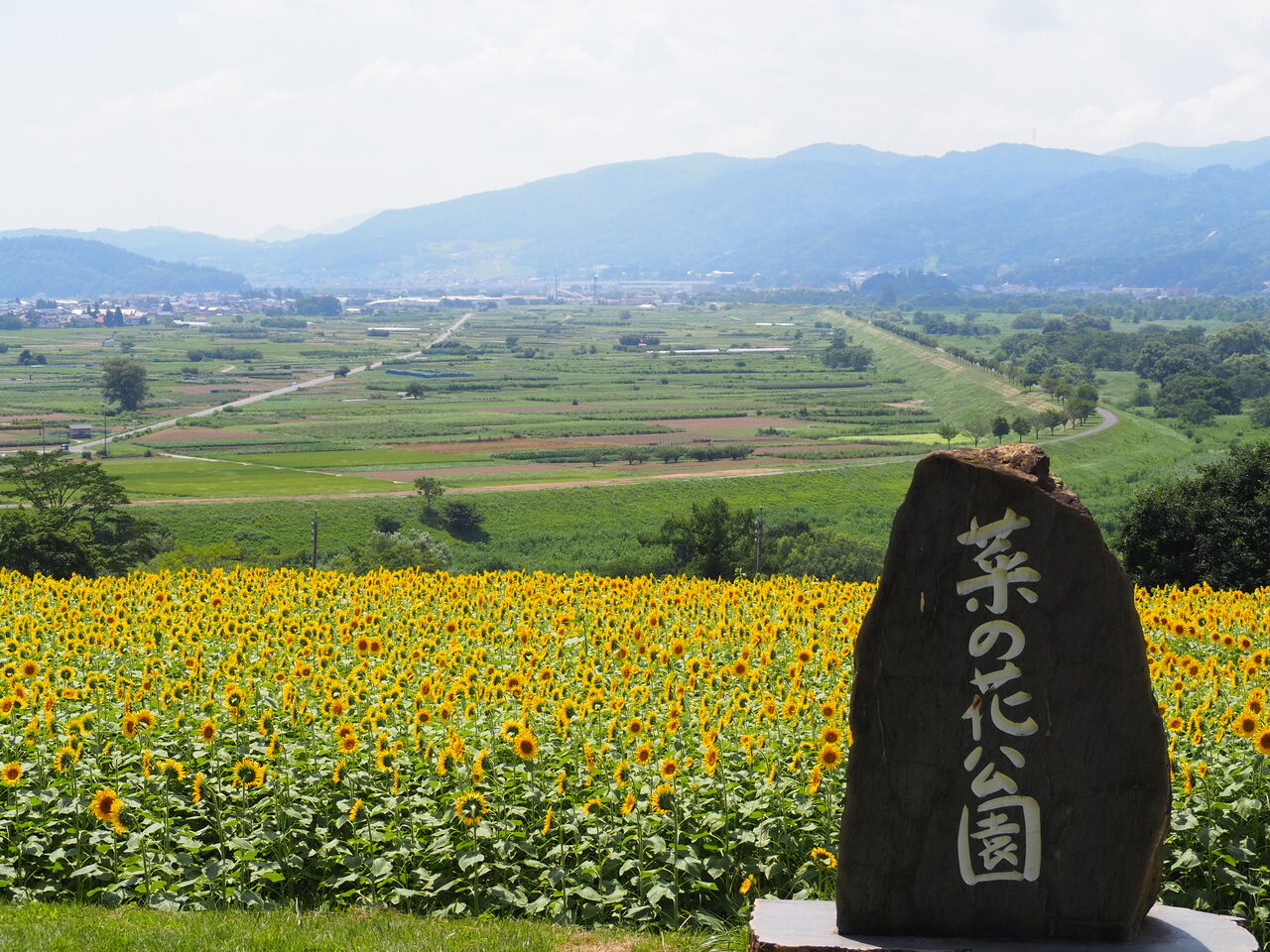 天に届くヒマワリ 菜の花公園のひまわり 呑ん子の放浪記
